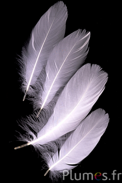 Gans - 13-20 cm - wit